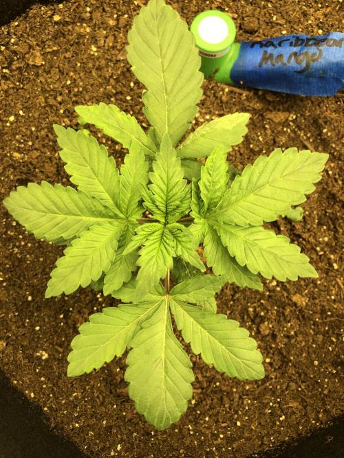 Karibbean Mango Indoor Spring 26. Week 3