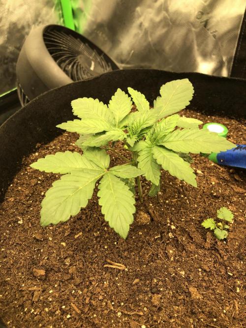 Karibbean Mango Indoor Spring 26. Week 3