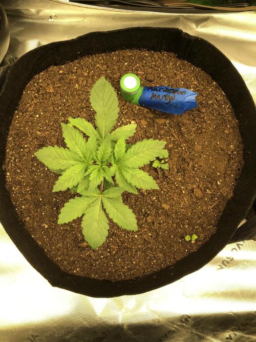 Karibbean Mango Indoor Spring 26. Week 3