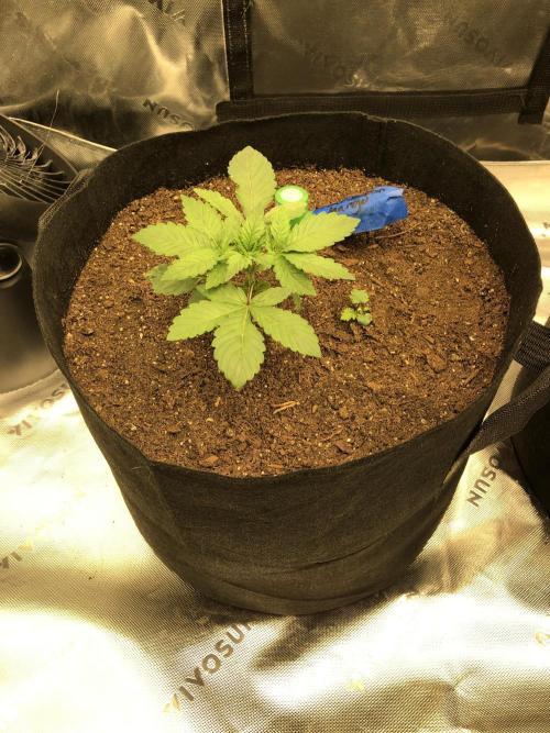 Karibbean Mango Indoor Spring 26. Week 3