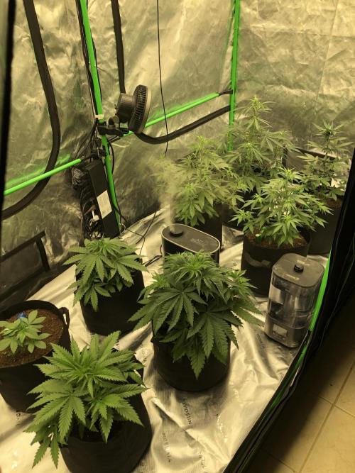 Karibbean Mango Indoor Spring 26. Week 3