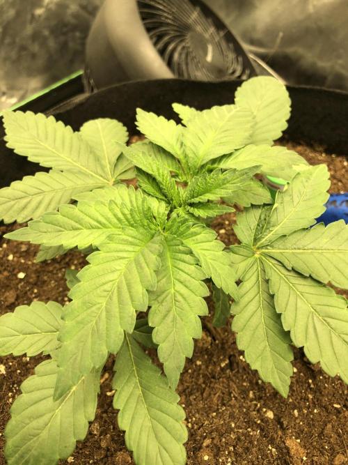 Karibbean Mango Indoor Spring 26. Week 3