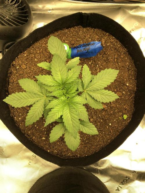 Karibbean Mango Indoor Spring 26. Week 3