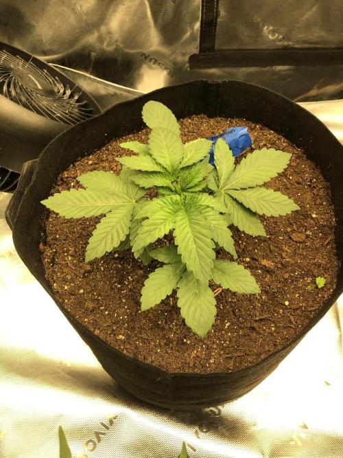 Karibbean Mango Indoor Spring 26. Week 3