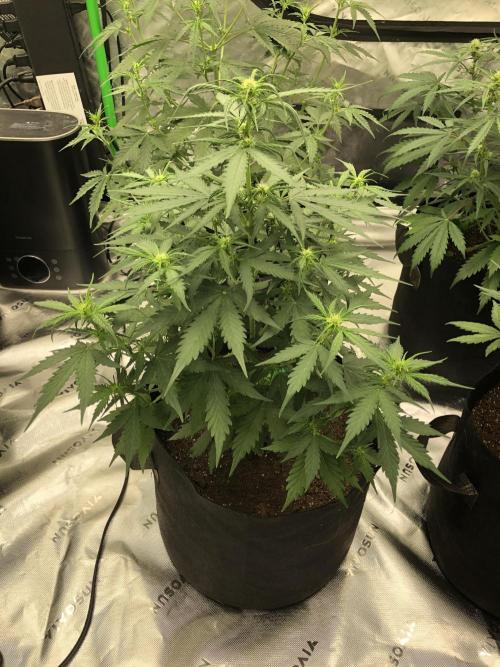 Gorilla Auto Fast Buds Indoor Spring 26. Week 5