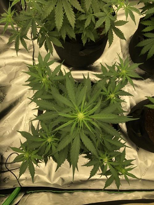 Gorilla Auto Fast Buds Indoor Spring 26. Week 5