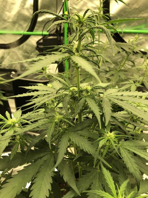 Gorilla Auto Fast Buds Indoor Spring 26. Week 5