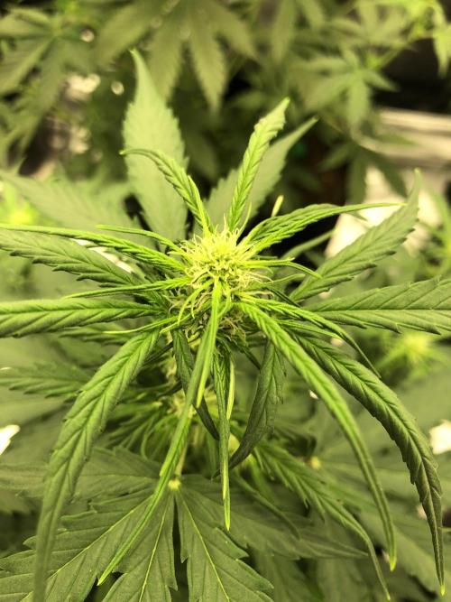 Gorilla Auto Fast Buds Indoor Spring 26. Week 5