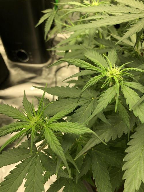 Gorilla Auto Fast Buds Indoor Spring 26. Week 5