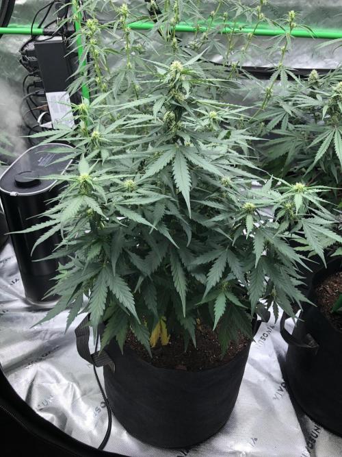 Gorilla Auto Fast Buds Indoor Spring 26. Week 5