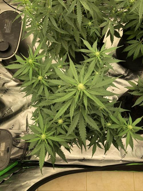 Gorilla Auto Fast Buds Indoor Spring 26. Week 5