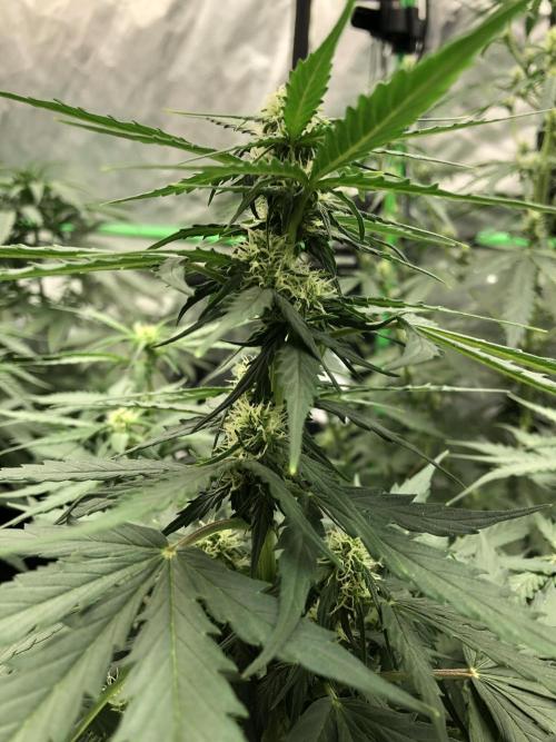 Gorilla Auto Fast Buds Indoor Spring 26. Week 5