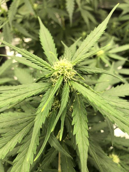Gorilla Auto Fast Buds Indoor Spring 26. Week 5