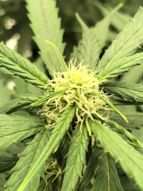 Gorilla Auto Fast Buds Indoor Spring 26. Week 5