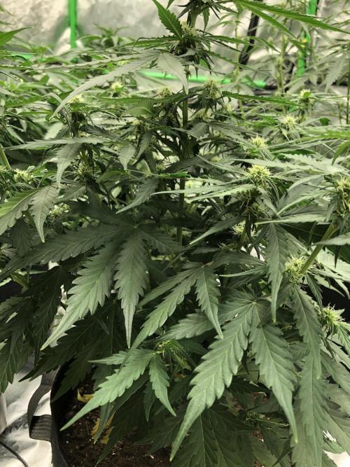 Gorilla Auto. Week 5