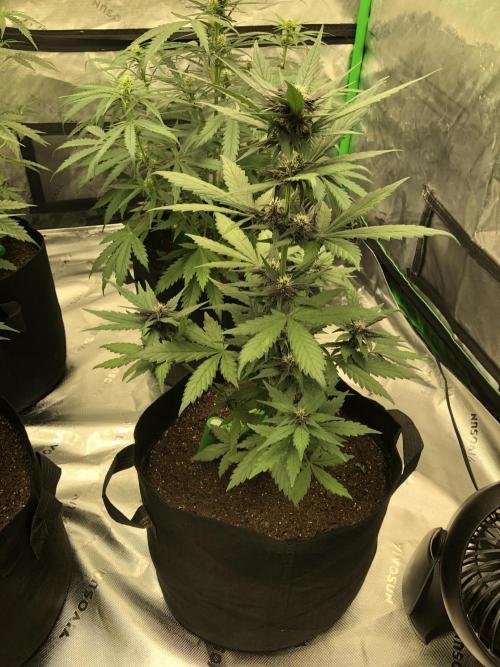 LSD-25 Auto Fast Buds Indoor Spring 26. Week 5