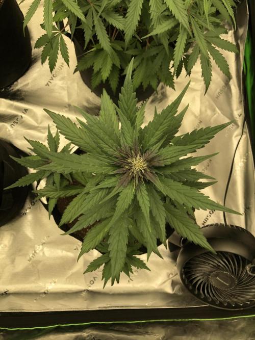 LSD-25 Auto Fast Buds Indoor Spring 26. Week 5