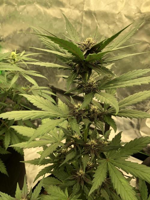 LSD-25 Auto Fast Buds Indoor Spring 26. Week 5