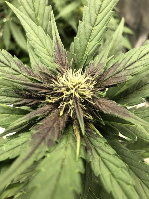 LSD-25 Auto Fast Buds Indoor Spring 26. Week 5