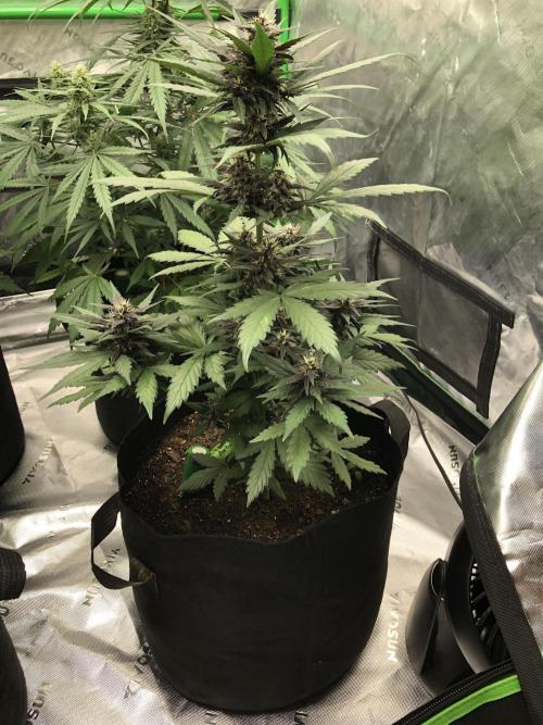 LSD-25 Auto Fast Buds Indoor Spring 26. Week 5