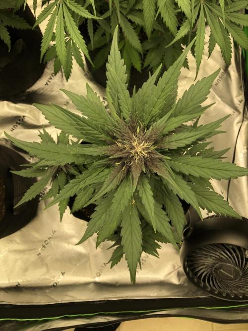 LSD-25 Auto Fast Buds Indoor Spring 26. Week 5