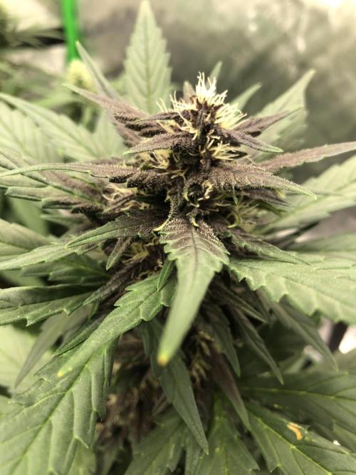 LSD-25 Auto Fast Buds Indoor Spring 26. Week 5