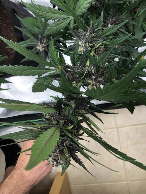 LSD-25 Auto Fast Buds Indoor Spring 26. Week 5