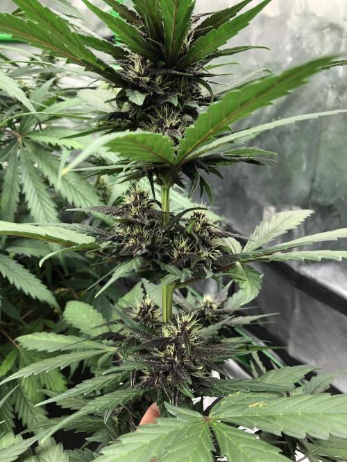 LSD-25 Auto Fast Buds Indoor Spring 26. Week 5