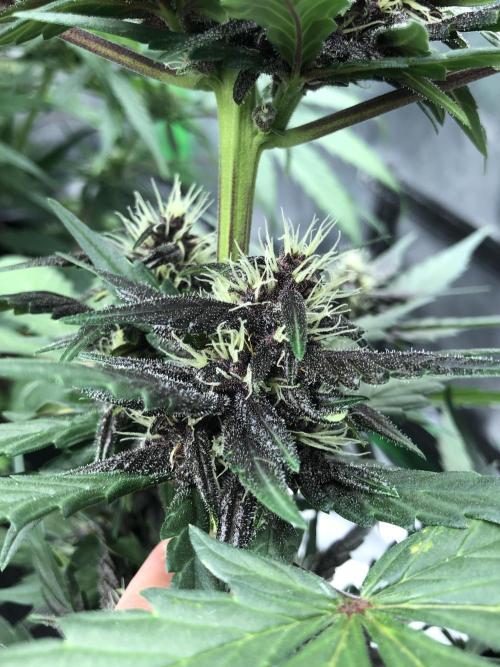 LSD-25 Auto. Week 5