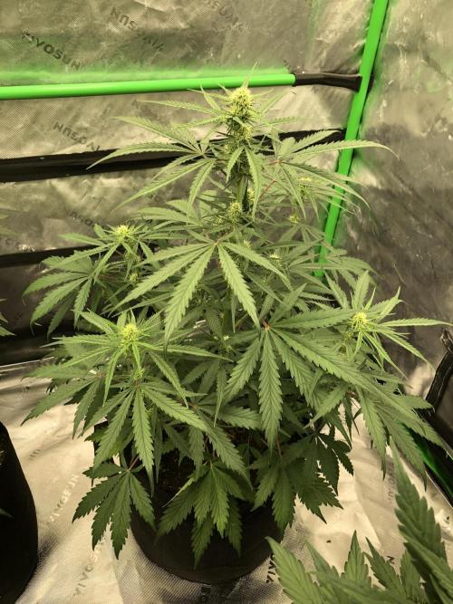 Auto Pablo Escobar Indoor Spring 26. Week 5