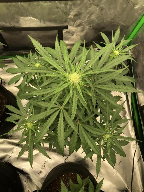 Auto Pablo Escobar Indoor Spring 26. Week 5