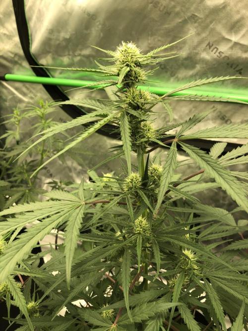Auto Pablo Escobar Indoor Spring 26. Week 5