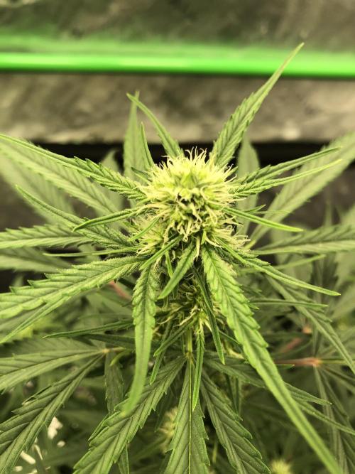 Auto Pablo Escobar Indoor Spring 26. Week 5