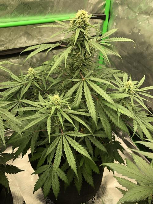 Auto Pablo Escobar Indoor Spring 26. Week 5