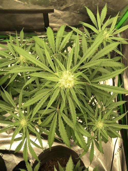 Auto Pablo Escobar Indoor Spring 26. Week 5