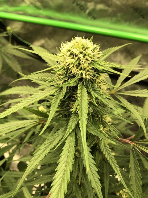 Auto Pablo Escobar Indoor Spring 26. Week 5