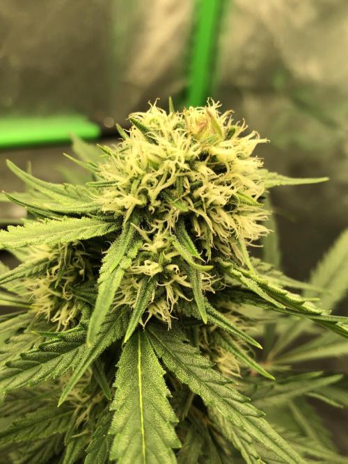 Auto Pablo Escobar Indoor Spring 26. Week 5