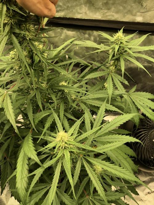 Auto Pablo Escobar Indoor Spring 26. Week 5