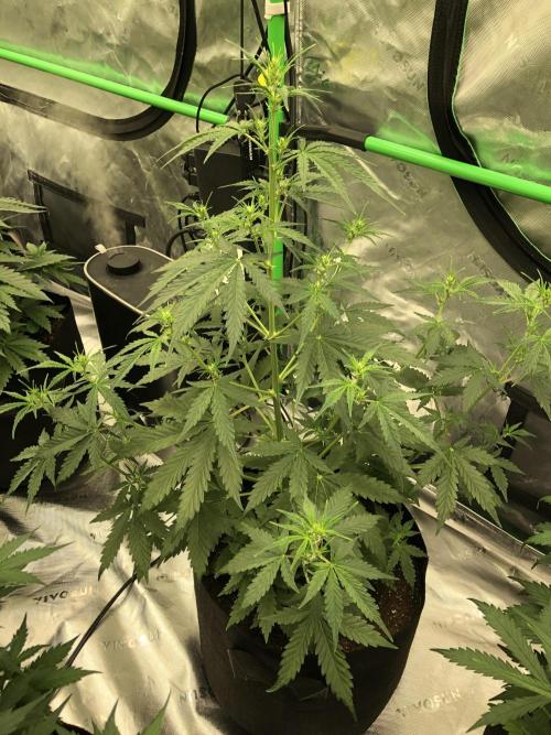 Purple Mimosa XL Auto Indoor Spring 26. Week 5