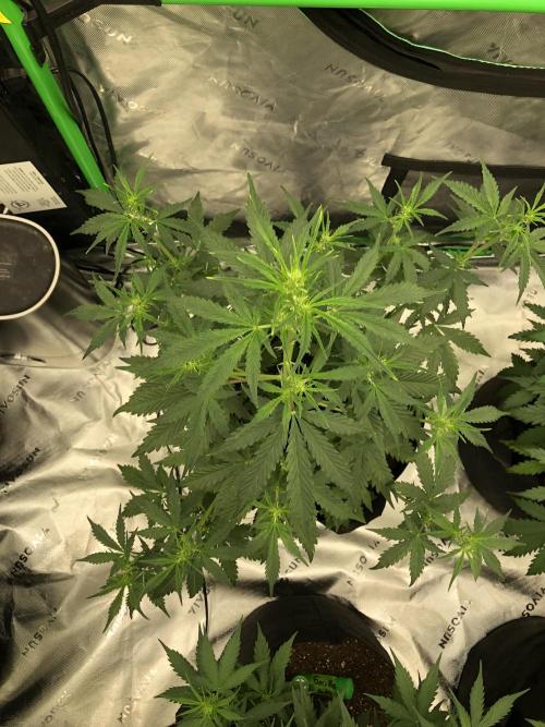 Purple Mimosa XL Auto Indoor Spring 26. Week 5