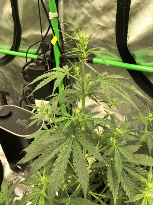 Purple Mimosa XL Auto Indoor Spring 26. Week 5
