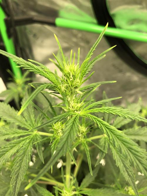 Purple Mimosa XL Auto Indoor Spring 26. Week 5