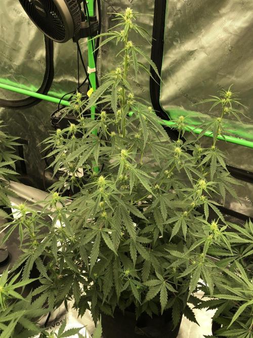 Purple Mimosa XL Auto Indoor Spring 26. Week 5