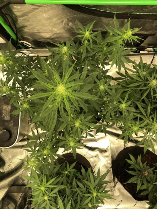 Purple Mimosa XL Auto Indoor Spring 26. Week 5