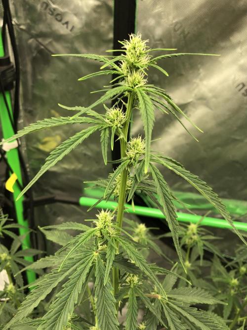 Purple Mimosa XL Auto Indoor Spring 26. Week 5