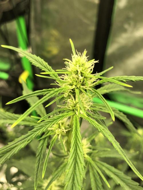 Purple Mimosa XL Auto Indoor Spring 26. Week 5