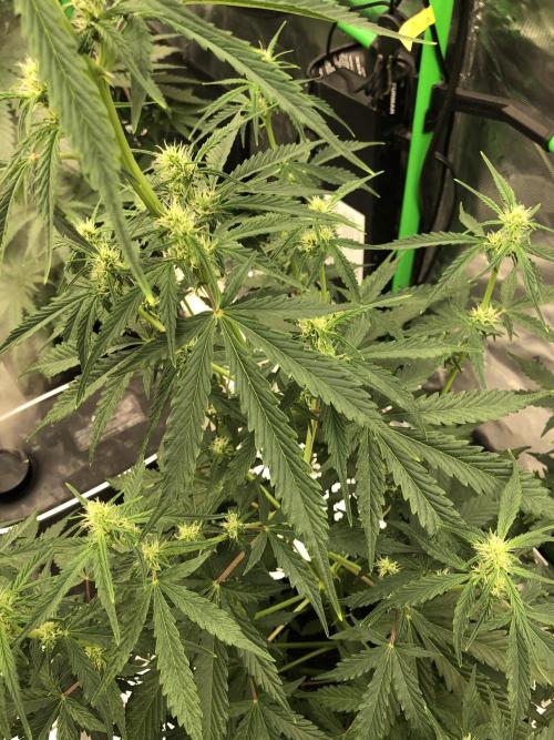 Purple Mimosa XL Auto Indoor Spring 26. Week 5