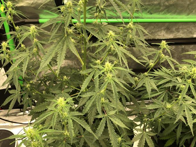Purple Mimosa XL Auto Indoor Spring 26. Week 5
