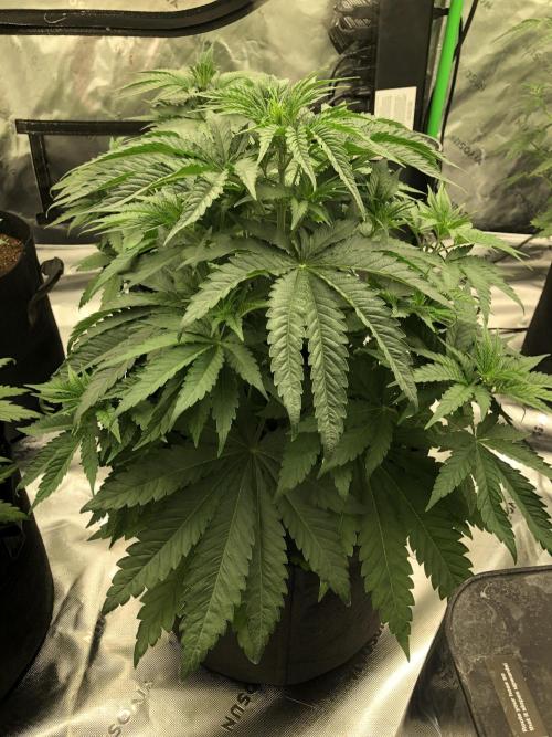 White Domina Kannabia Indoor Spring 26. Week 5