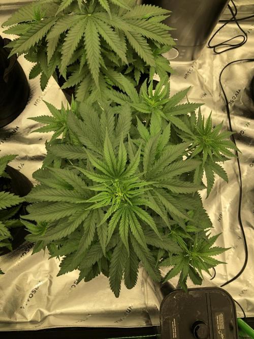 White Domina Kannabia Indoor Spring 26. Week 5